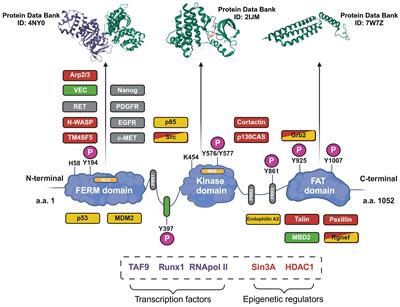 Focal adhesion kinase as a new player in the biology of onco-hematological diseases: the starting evidence